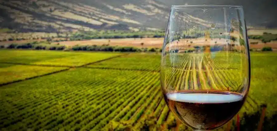 ISO Bodegas y Viñedos